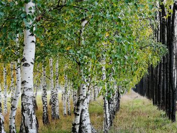 Plants growing on land in forest