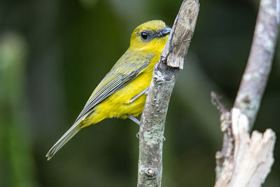 Bornean whistler pachycephala hypoxantha or bornean mountain whistler perch on branch