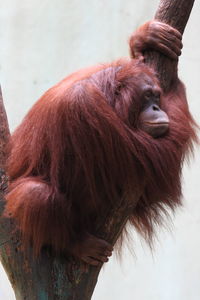 Close-up of a monkey