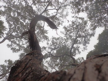 Low angle view of trees against sky