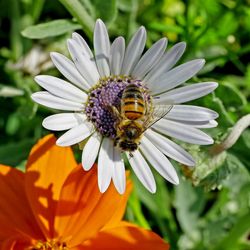 Close-up of bee pollinating on flower