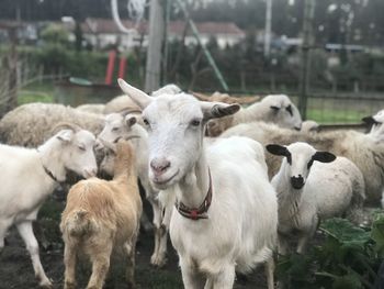 Sheep in a field