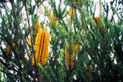 Low angle view of flowering plants against trees