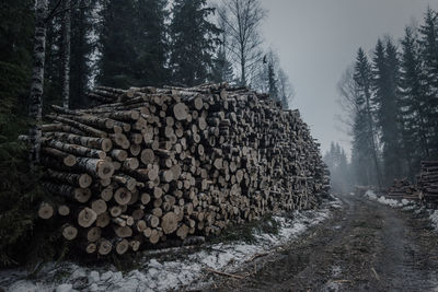 Stack of logs on field in forest