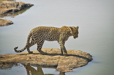 Giraffe standing on rock by lake