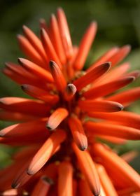 Close-up of orange flower