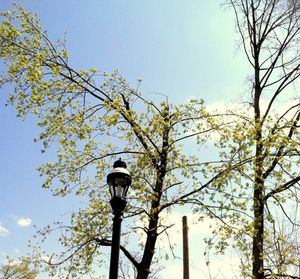 Low angle view of street light against sky