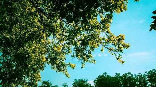 Low angle view of trees against sky