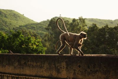 Monkey with infant on retaining wall against trees