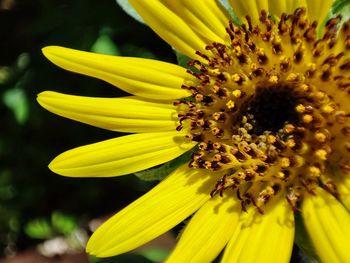 Close-up of yellow flower