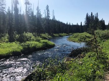 Scenic view of stream amidst trees in forest against sky