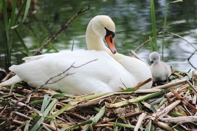 Close-up of swan swimming on lake