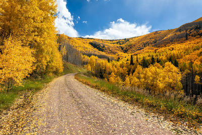 Autumn aspen trees in the san juan mountains of colorado