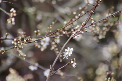 Close-up of cherry blossoms in spring