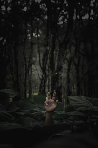 Cropped hand of person against trees in forest