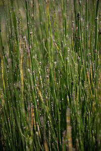 Close-up of wet grass on field