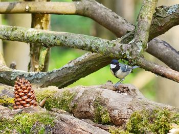 Close-up of bird perching on tree