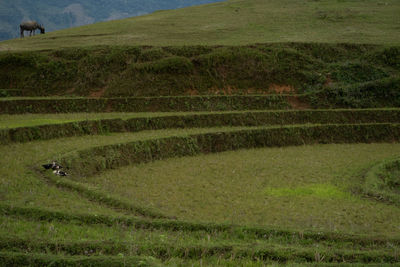 Scenic view of agricultural field