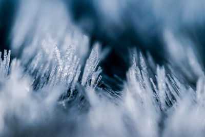 Full frame shot of frozen plants