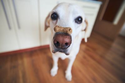 Funny labrador retriever balancing dog biscuit with bone shape on his snout.