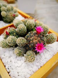 High angle view of potted cactus on table