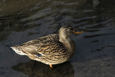 High angle view of mallard duck on lake