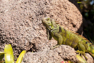 Green iguana also known as iguana iguana basks on a rock in miami, florida