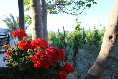 Close-up of red flowers
