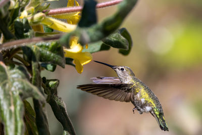 Anna's hummingbird feeding on yellow flowers