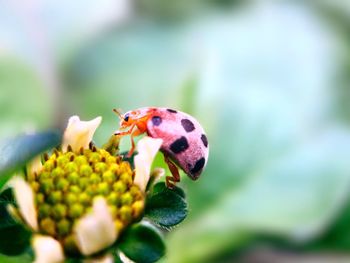 Close-up of ladybug on flower