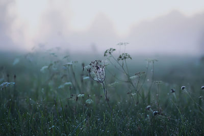 Plants growing on field
