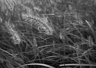 Close-up of plant