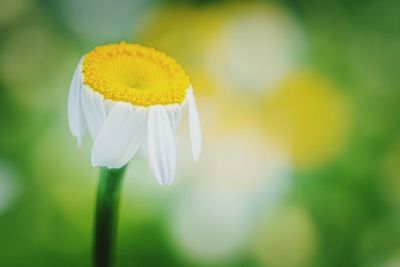 Close-up of yellow flower