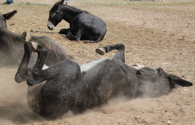 View of two dogs lying on land