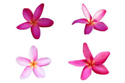 Close-up of pink flowers against white background