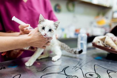 Crop unrecognizable veterinarian in uniform injecting cute white cat with medicine on metal table during procedure in light veterinary clinic
