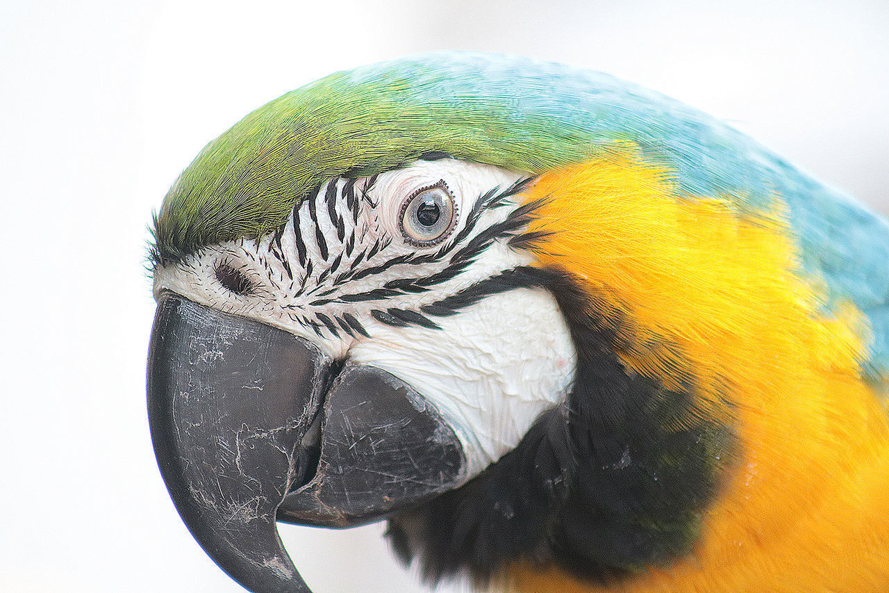 CLOSE UP OF A PARROT