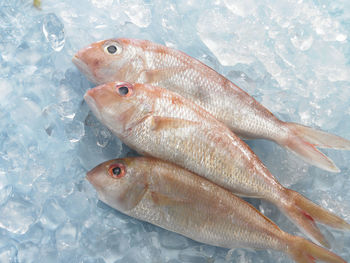 High angle view of fish on crushed ice