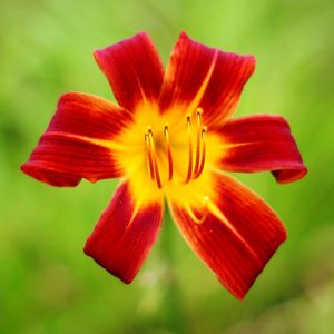 Close-up of day lily blooming outdoors