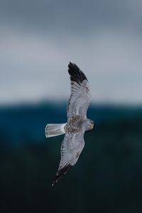 Close-up of bird flying against sky