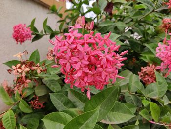 Close-up of pink flowering plants