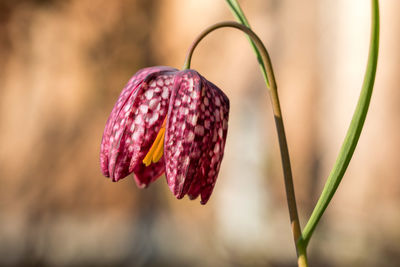 Close-up of red flowering plant