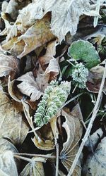 Close-up of leaves