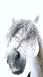 Close-up of horse against white background