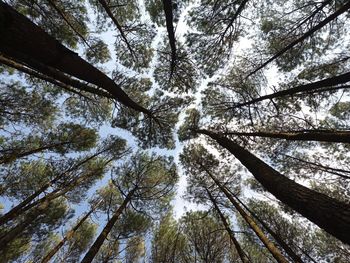 Low angle view of trees in forest