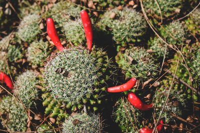 High angle view of succulent plant