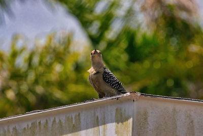 Low angle view of bird perching on railing