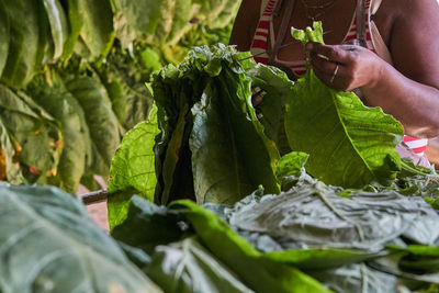 Close-up of hand holding leaves