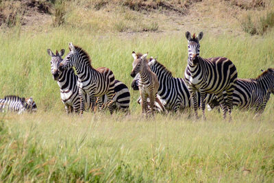 Zebras on field