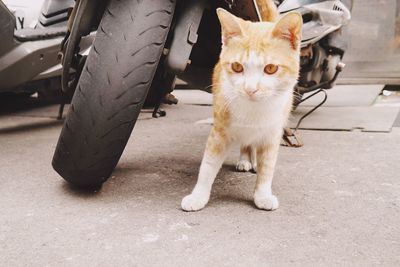 Close-up of kitten looking away while standing by motorcycle on road